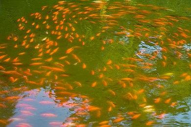 玩家请愿《刺客信条：影》取消发售人数逼近10万 各种问题