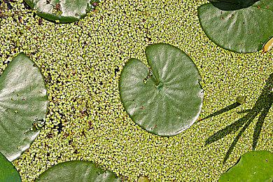 类高级战争《Warside》开始众筹明年登陆PC和NS